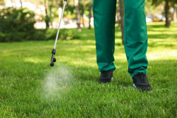 Best Wasp Removal Services  in Rochester, IL