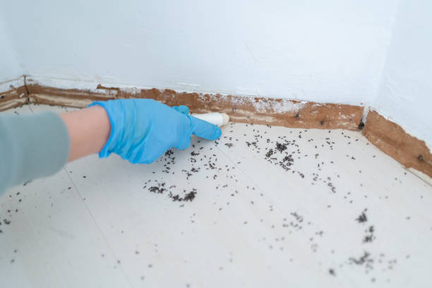 Reliable Rochester, IL Pest Control Solutions